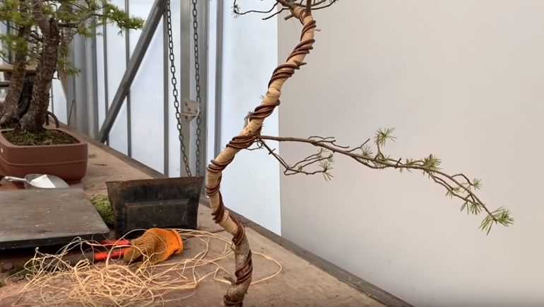 wire coil around bonsai
