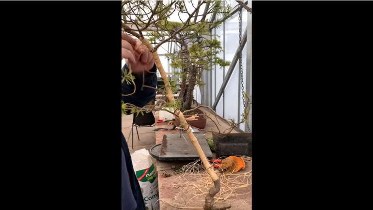 raffia ribbon wrapped around bonsai