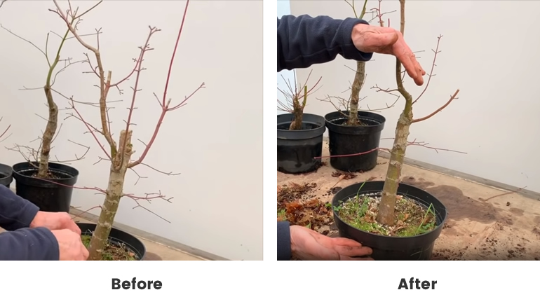 Japanese Maple bonsai shaping
