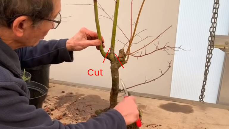 Japanese Maple bonsai branch cutting