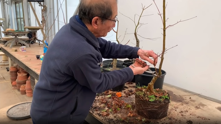 Cutting Japanese Maple bonsai