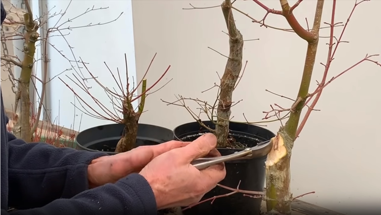 cutting Japanese Maple bonsai with hybrid cutter