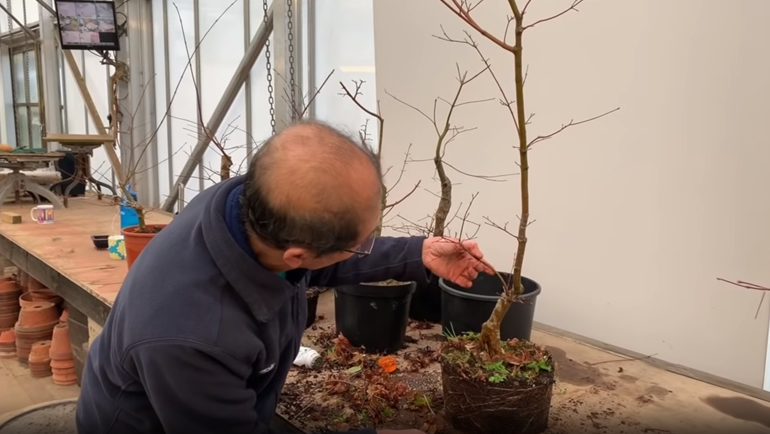 Japanese Maple bonsai branch cut