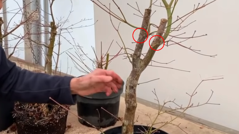 Japanese Maple bonsai dieback
