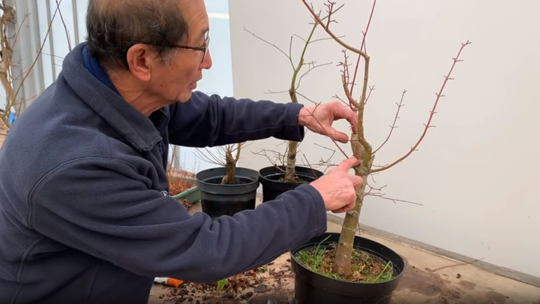 Japanese Maple bonsai dieback
