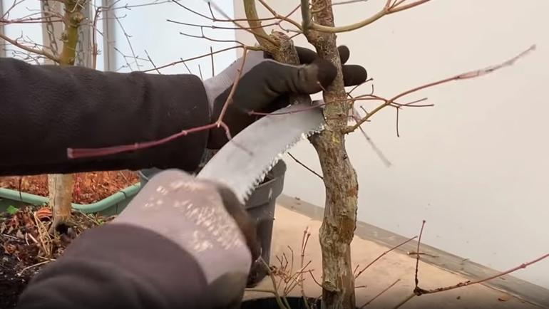 Japanese Maple bonsai flush cutting