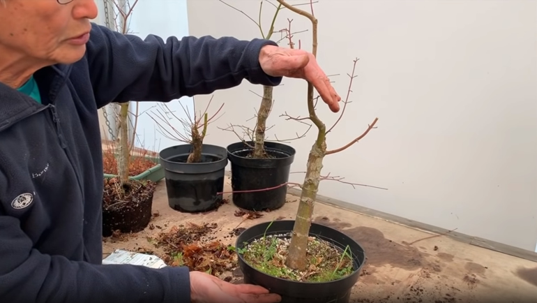 Japanese Maple bonsai shaping