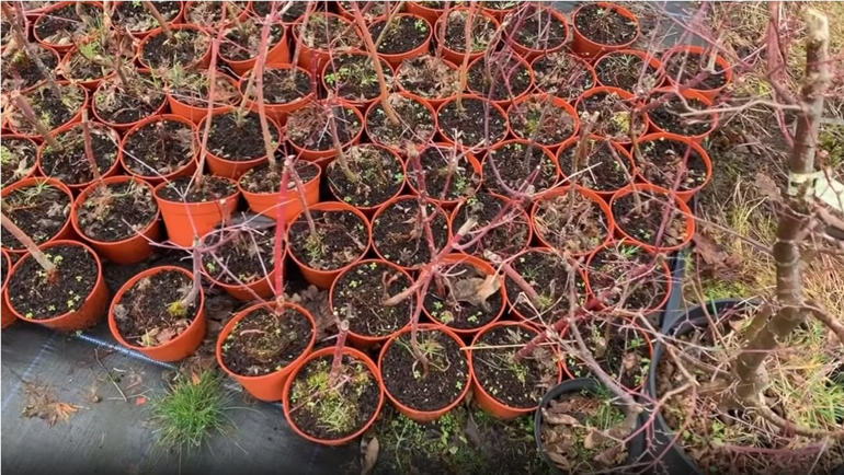 Japanese Maple seedlings potted
