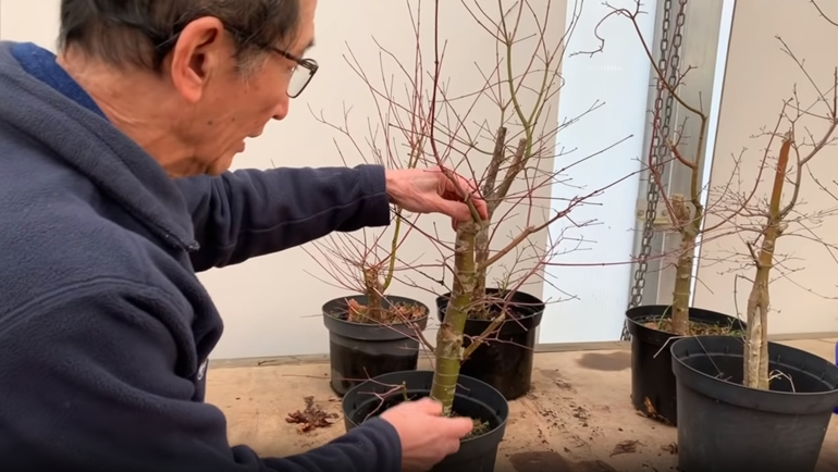 Shaping Japanese Maple bonsai