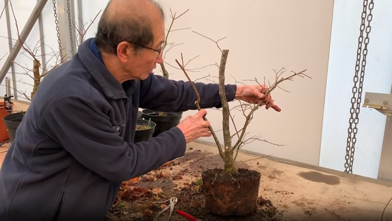 japanese Maple multi trunk bonsai