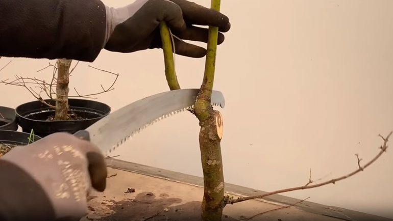 Cutting japanese maple