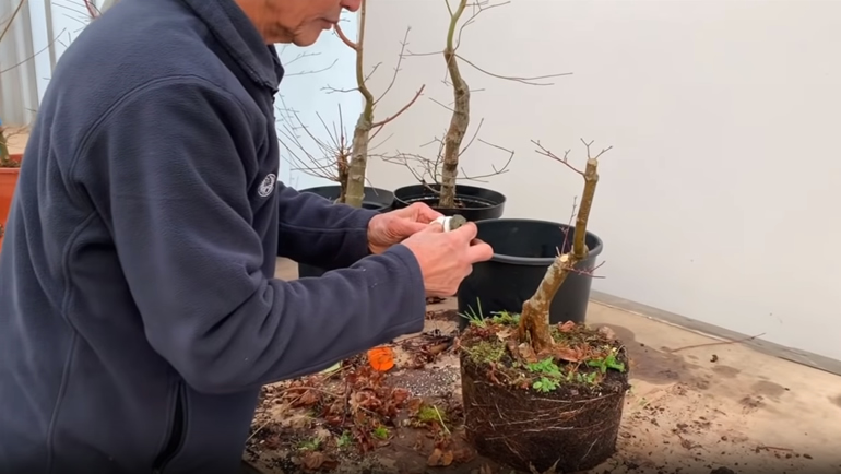 Sealing japanese maple bonsai
