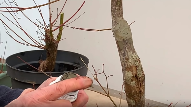 Sealing japanese maple bonsai cut