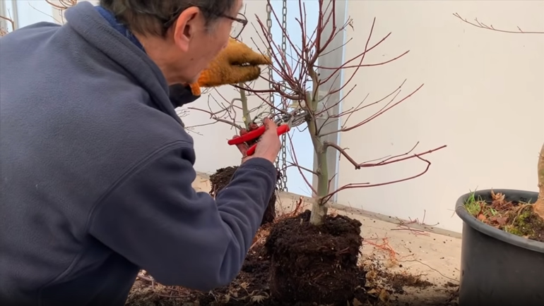 cutting branch on deshojo bonsai
