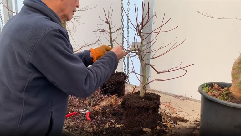 cutting deshojo bonsai with hybrid cutter