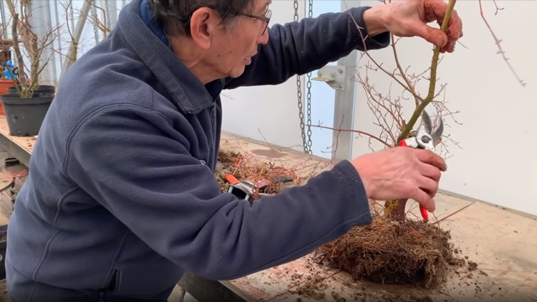 cutting branch on bonsai