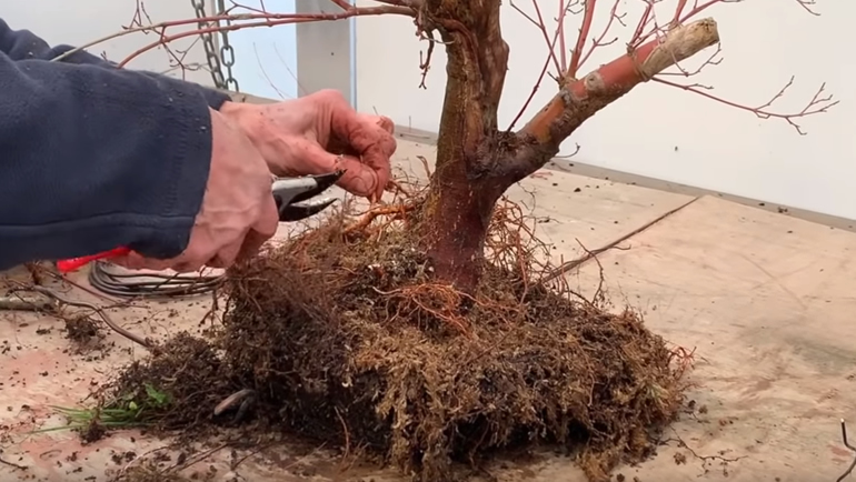 cutting maple bonsai roots