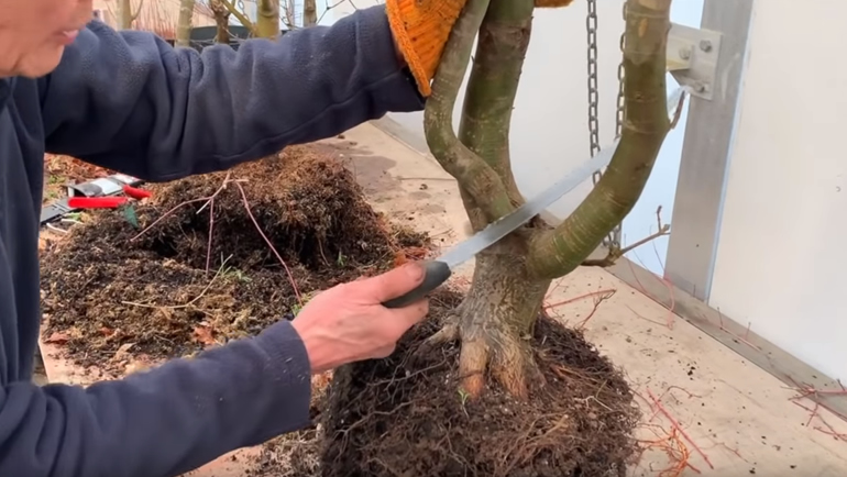 cutting split trunk maple
