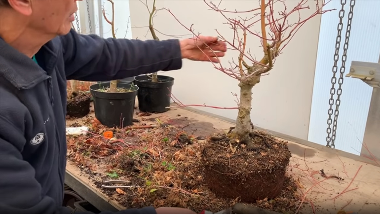 japanese bonsai 5 after trim