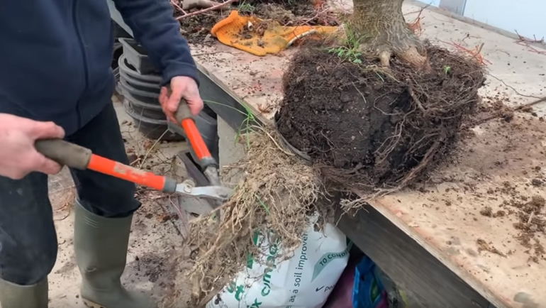 cutting roots of japanese maple