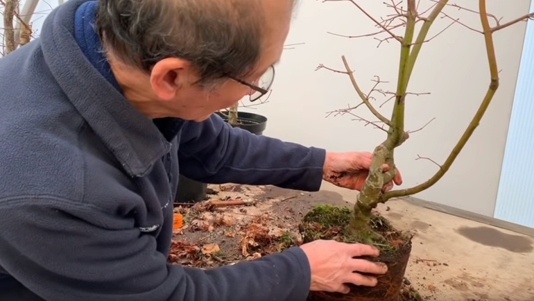 shaping japanese maple bonsai
