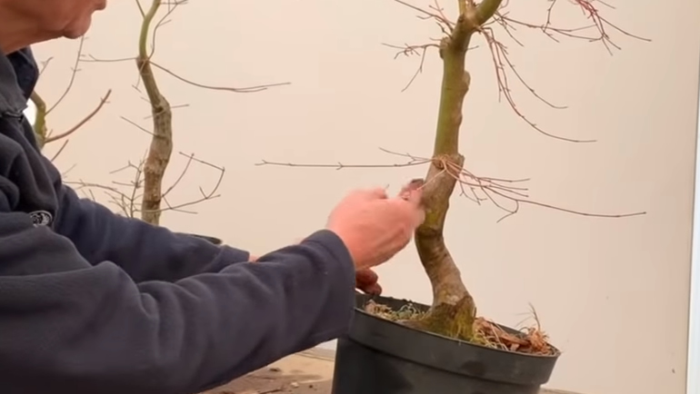 japanese maple bonsai base