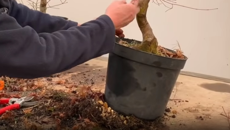 bonsai roots