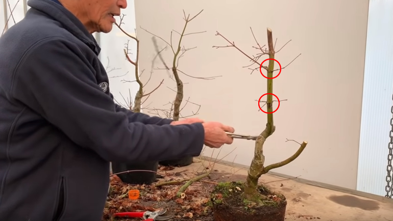 leader on maple bonsai
