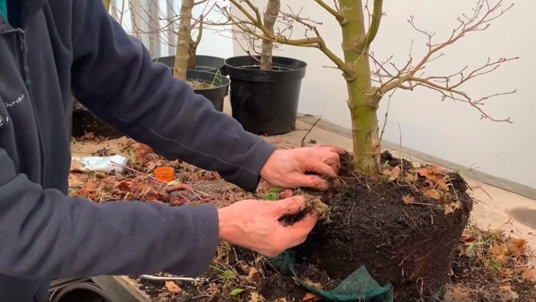 teasing roots on benichidori bonsai