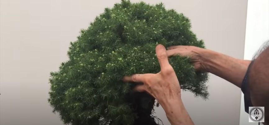 front of dwarf picea bonsai