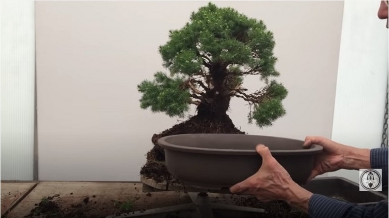 choosing larger pot for bonsai