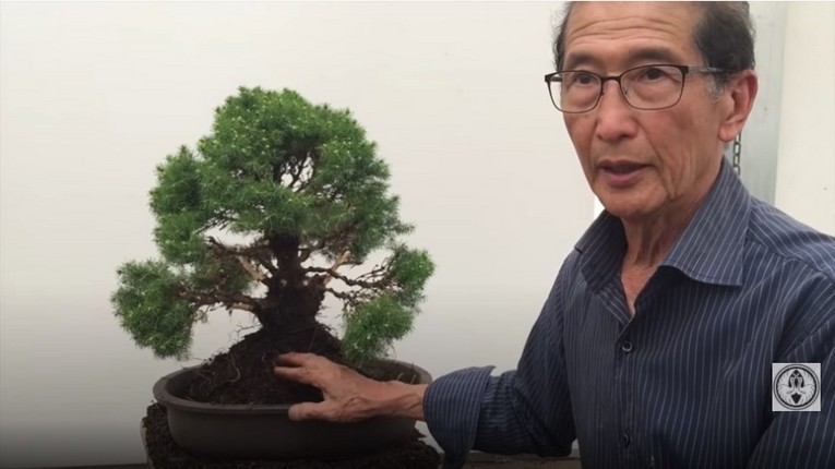complete dwarf picea bonsai