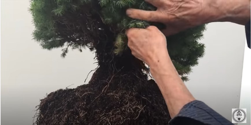 dwarf picea bonsai back