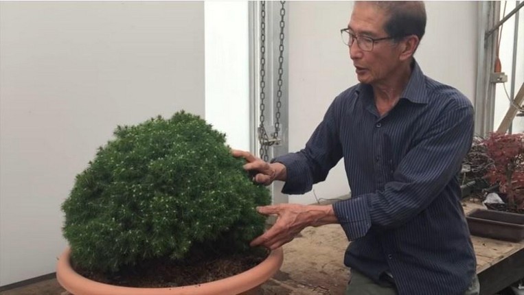 Peter with Dwarf Picea Plant