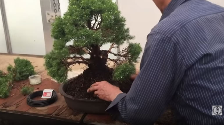 potting dwarf picea bonsai