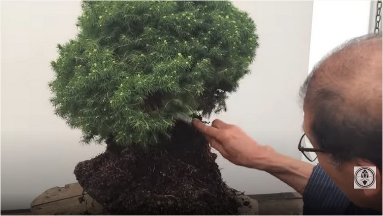 Teasing Dwarf Picea roots