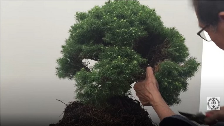 shaping branches on bonsai