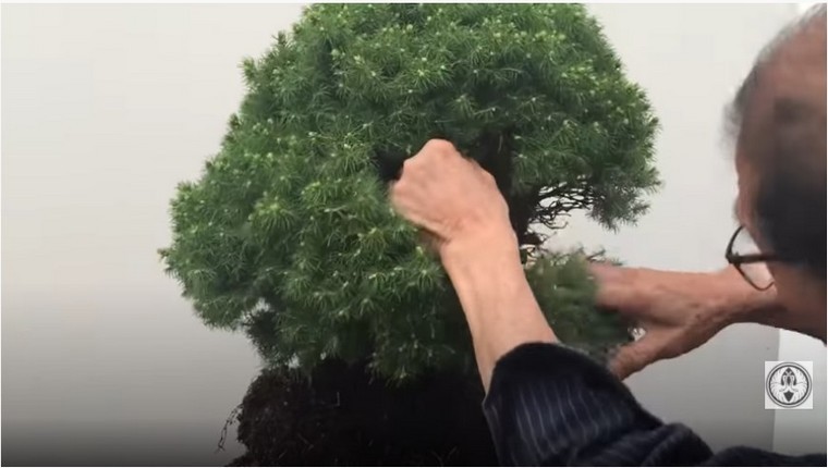 shaping dwarf picea bonsai