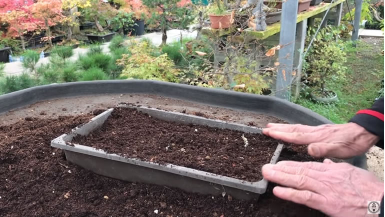 tray filled with compost