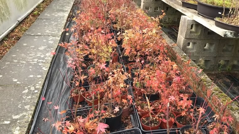 potted maple trees