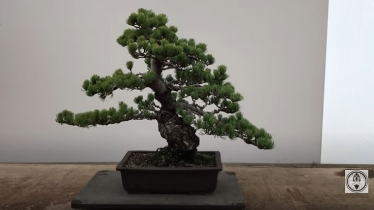 complete white pine bonsai