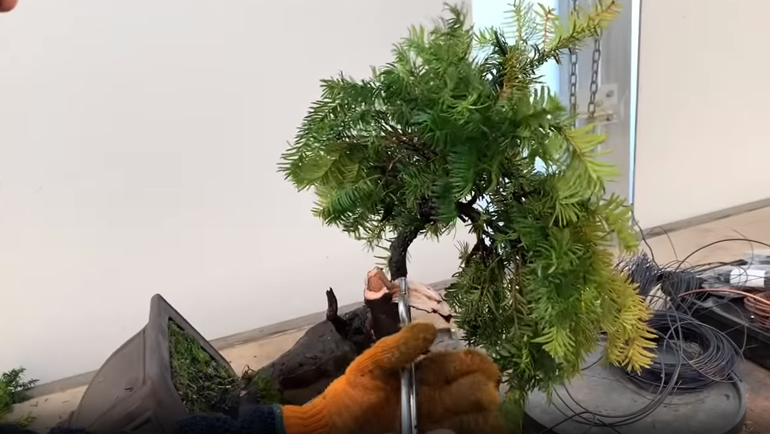 makling bonsai jin