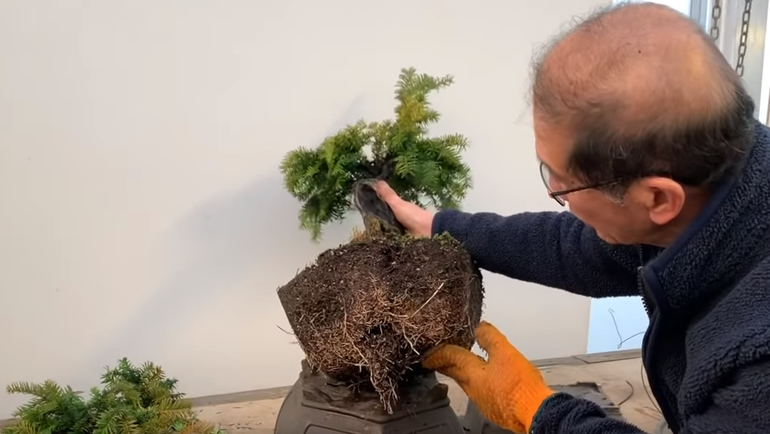 bonsai tree roots