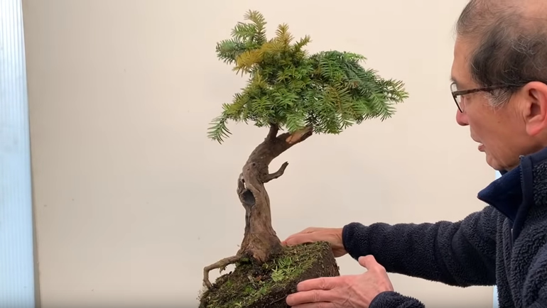 yew bonsai
