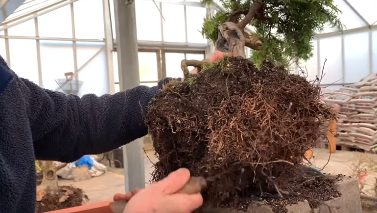 bonsai root