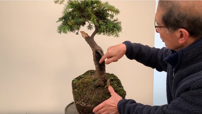 yew bonsai