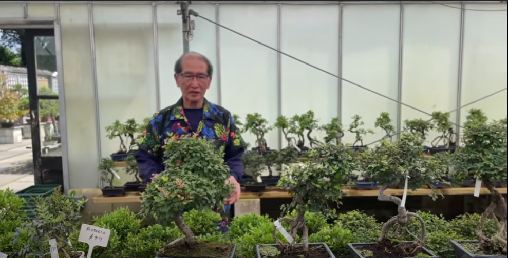 peter chan with bonsai trees